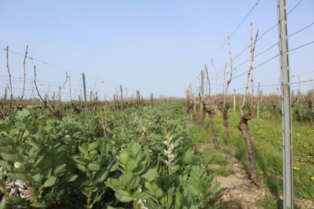 Directive Nitrates : application du nouveau programme d’action régional, les règles des couverts vég...