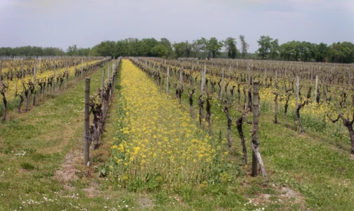 BILAN INTERMÉDIAIRE DES MOISSONS EN CHARENTE-MARITIME (AOÛT 2021)