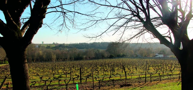 Trois mesures agro-environnementales intègrent le cahier des charges Cognac