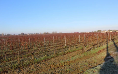 Résumé du conseil spécialisé vin de FranceAgriMer du 15 décembre 2021