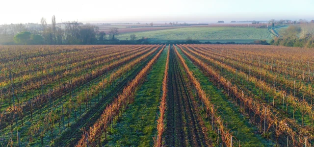 Le bilan 2024 des maladies du bois