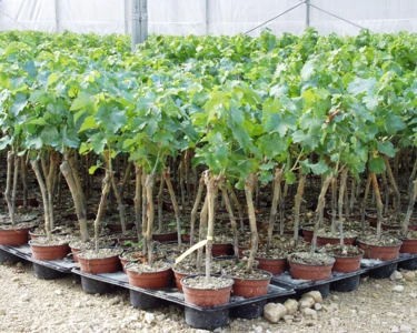 Pépinière viticole : un taux de reprise historiquement bas