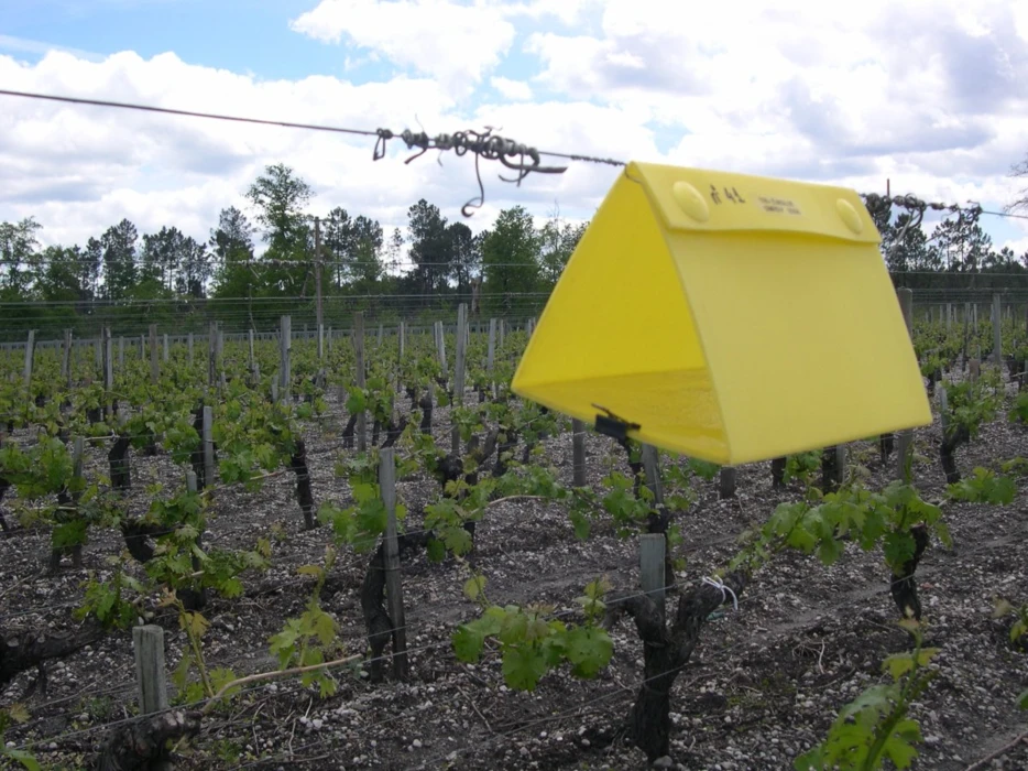 FLAVESCENCE DORÉE DANS LES CHARENTES : DATES DE TRAITEMENT INSECTICIDE POUR L’ANNÉE 2021 À PARTIR DU...