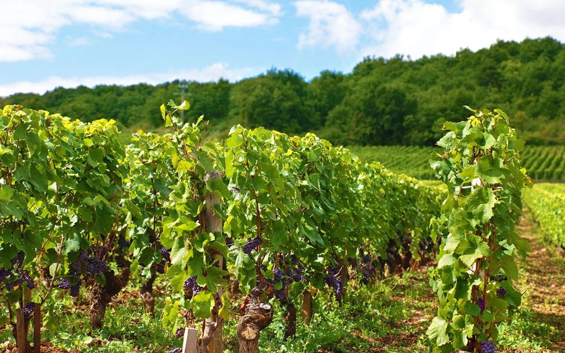 Flavescence dorée: la liste des communes touchées en 2021