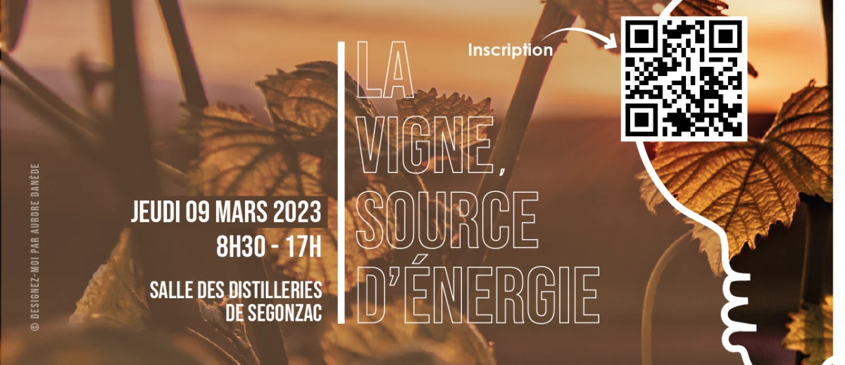 La vigne, source d'énergie ?