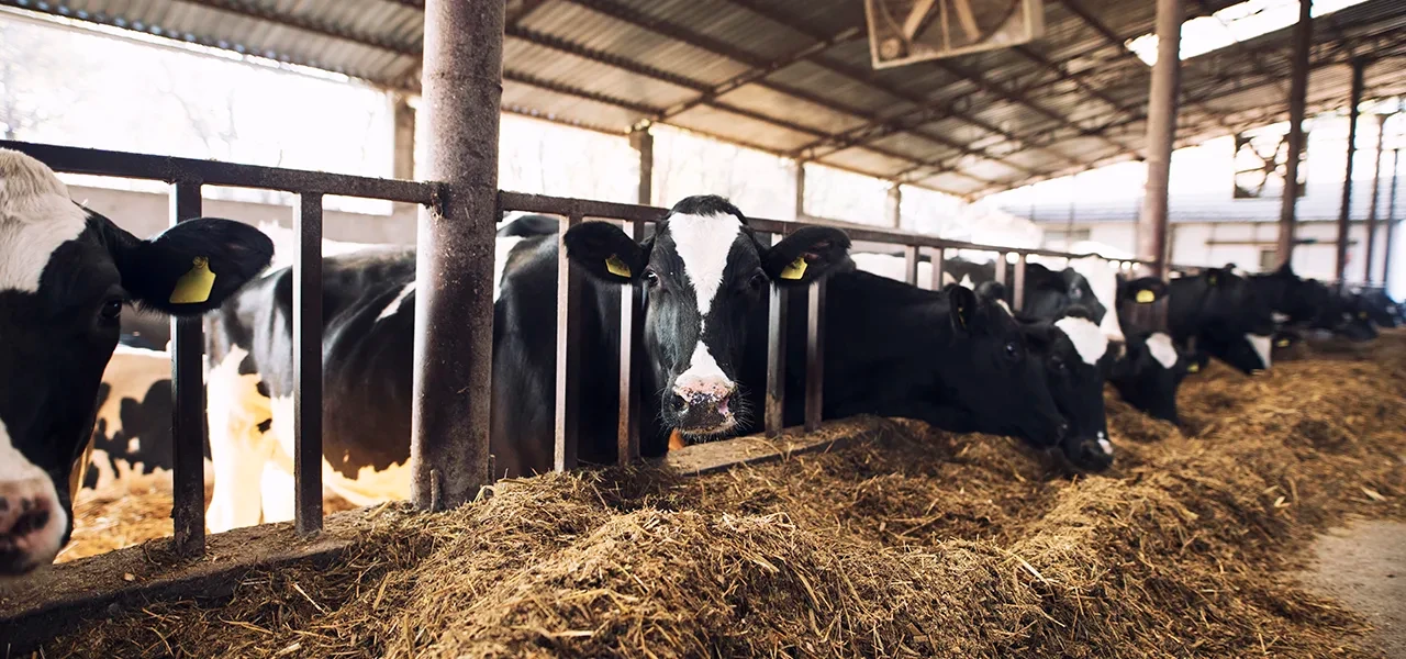 Agriculture française : des résultats économiques inquiétants