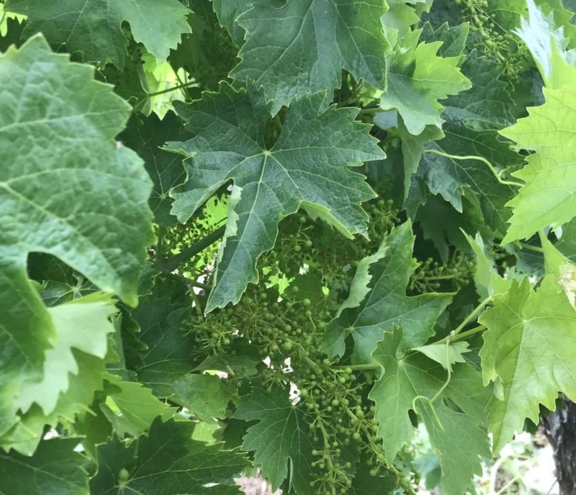 FORUM PULVÉ 2021 EN CHARENTE, 7E ÉDITION