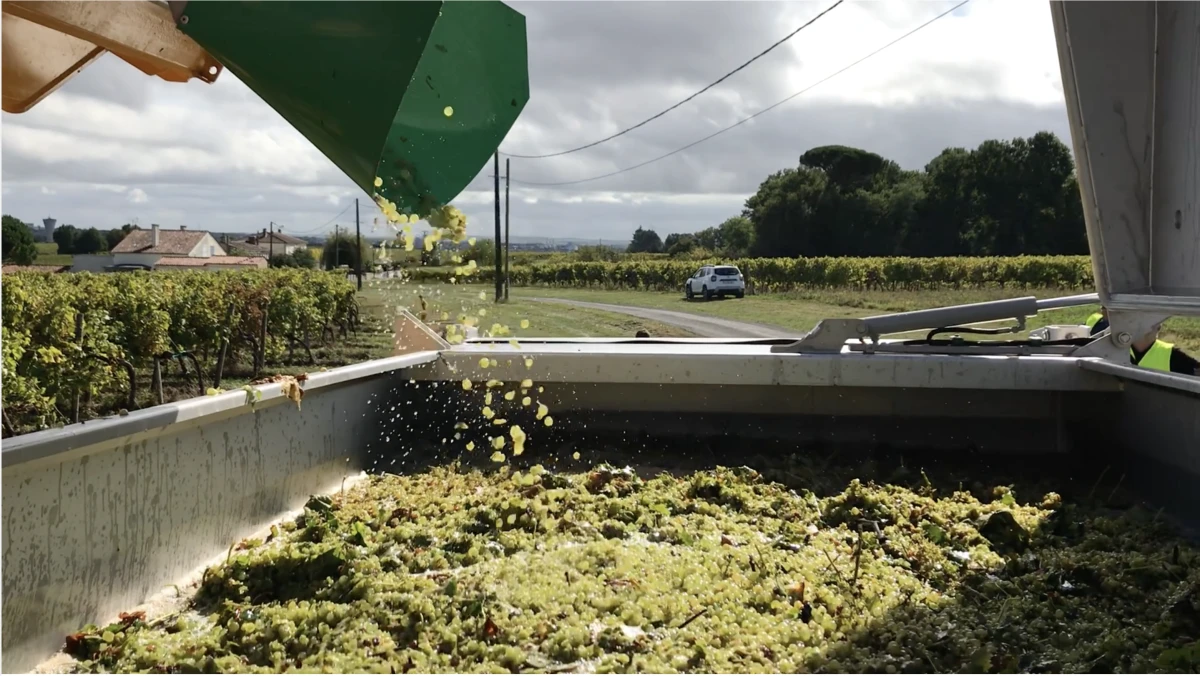 Le 4 octobre 2021, au cœur des vendanges