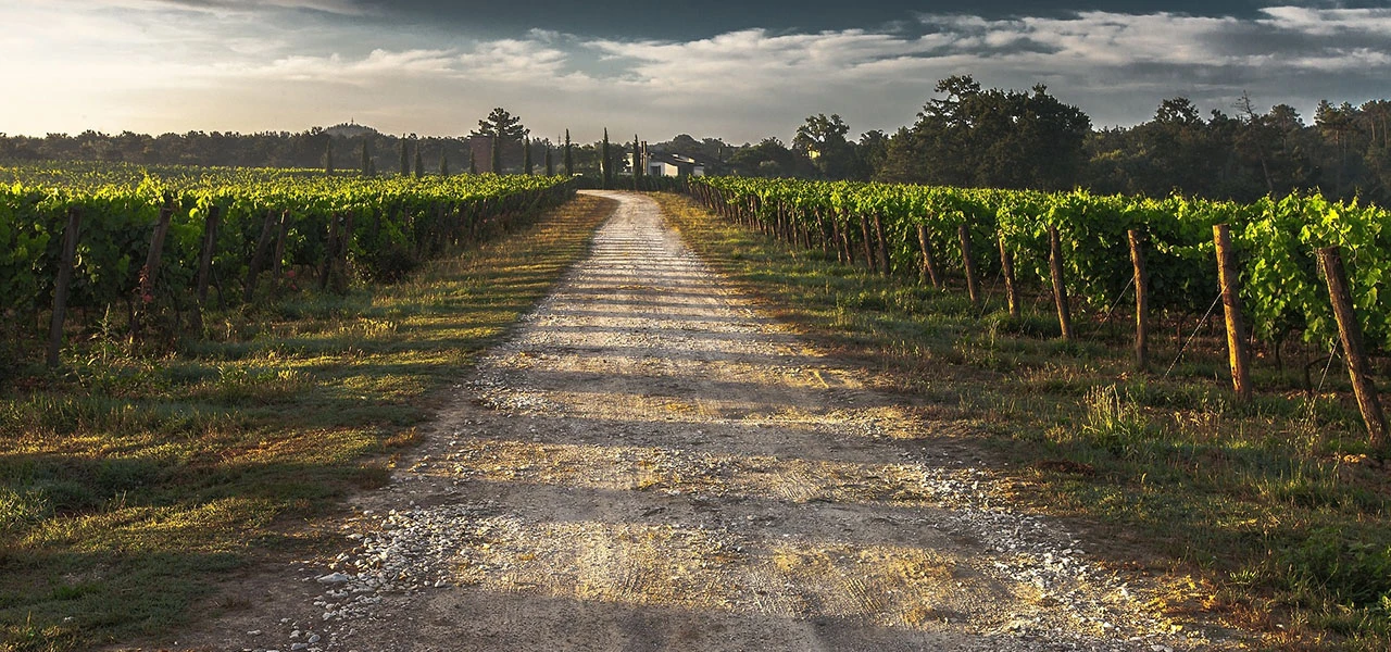 DISPOSITIF DES TÉMOINS NON TRAITÉS (TNT) VIGNE : Résultats de l'enquête