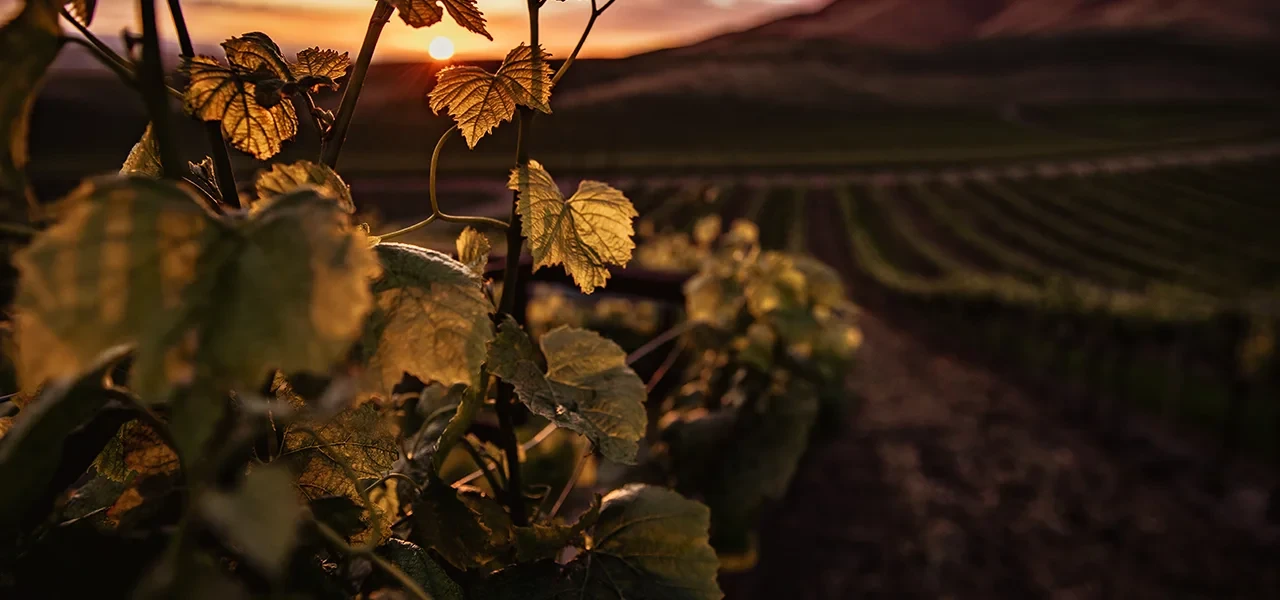 Fermes DEPHY en Viticulture : 2024, une année à oublier…