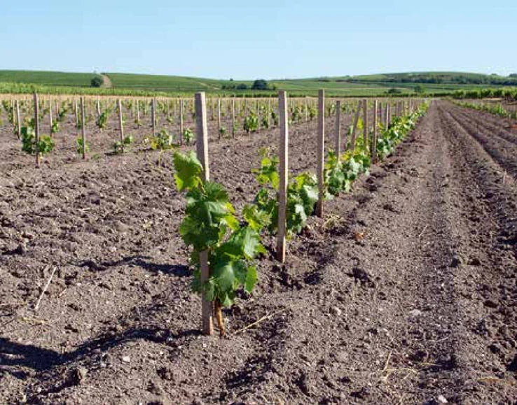 La mécanique du business plan Cognac