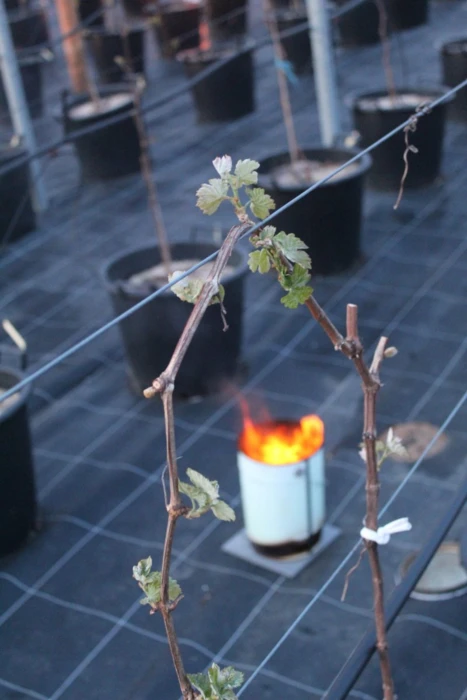 LE BNIC A ÉTABLI LES DÉGÂTS DU GEL À 15% SUR LES CÉPAGES APTES À PRODUIRE DU COGNAC ET NAISSANCE D'U...