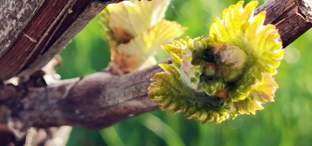 Mise à jour 2024 de la note technique commune résistances aux maladies de la vigne
