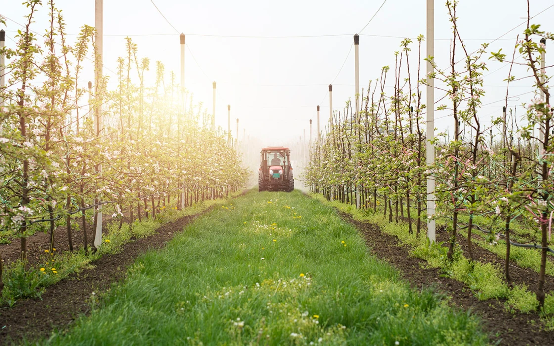 Pommes à cidre: de bas rendements, mais la richesse des fruits est au rendez-vous