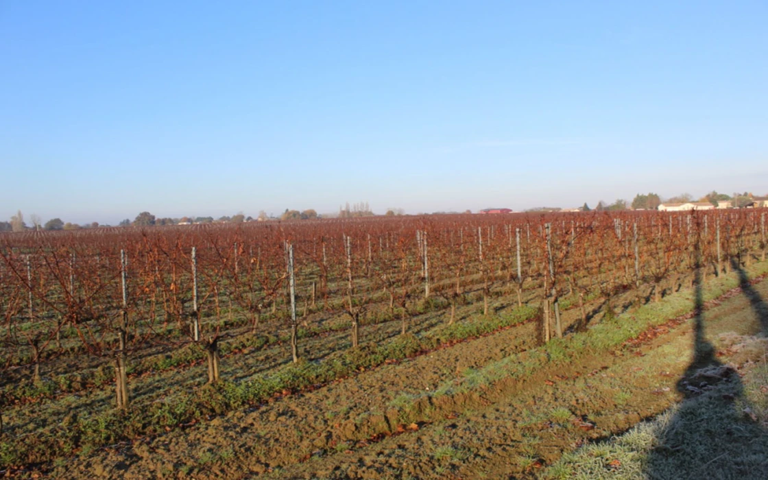 Résumé du conseil spécialisé vin de FranceAgriMer du 15 décembre 2021