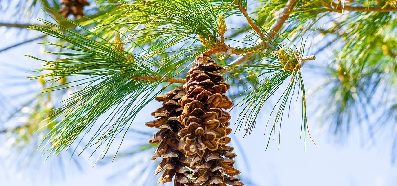 Dérèglement climatique : les pins maritimes démontrent qu’ils ont de la mémoire