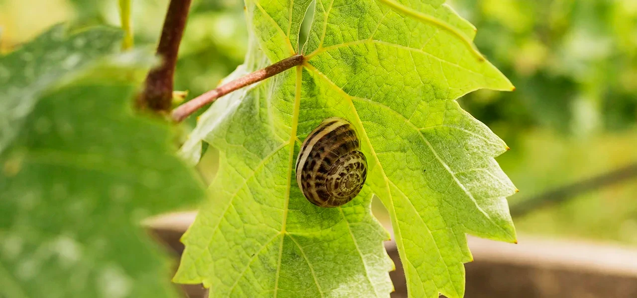 "Un savoir-faire précieux : la pépinière charentaise"