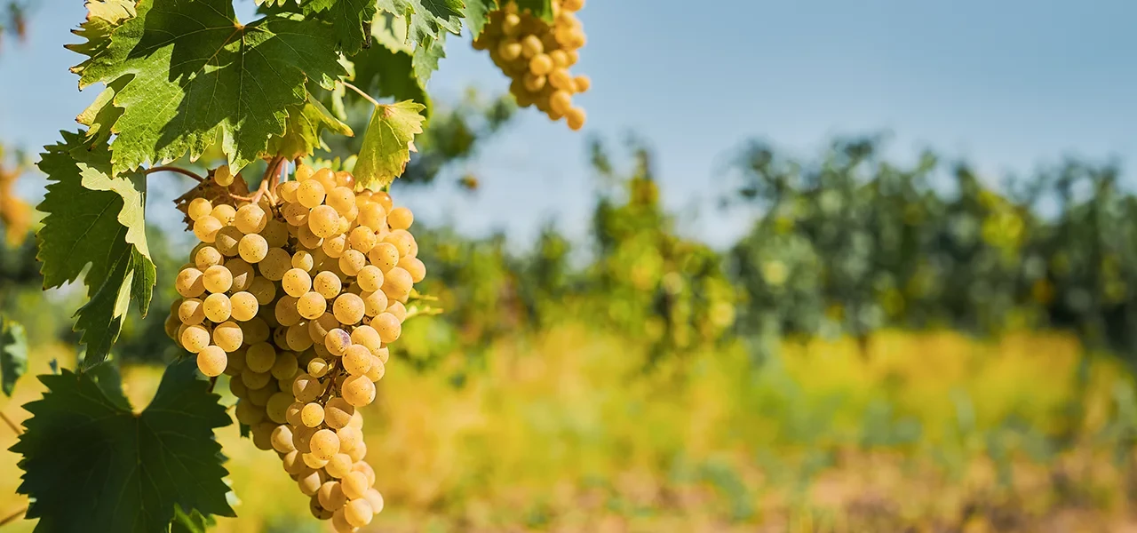 Récolte 2025 : Un léger rebond mais des volumes toujours inférieurs à la moyenne quinquennale