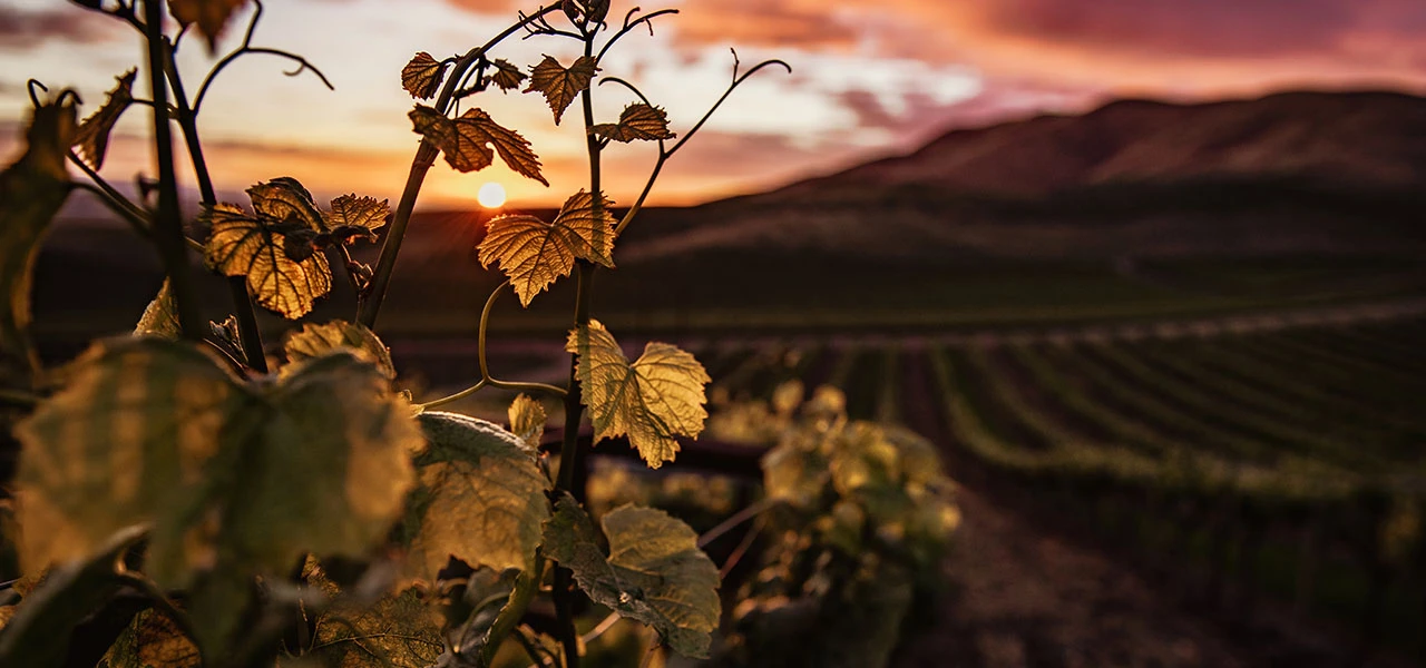 Filière Cognac: une conférence sur "Les bons réflexes pour anticiper votre transmission"
