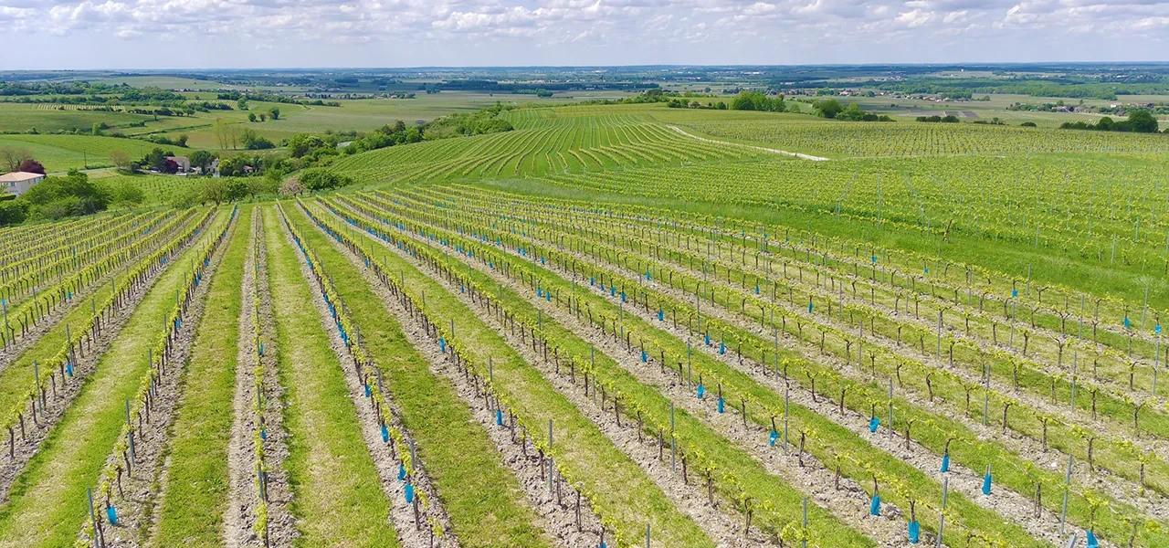 Bulletin de Santé du Végétal : résumé de l'année 2024