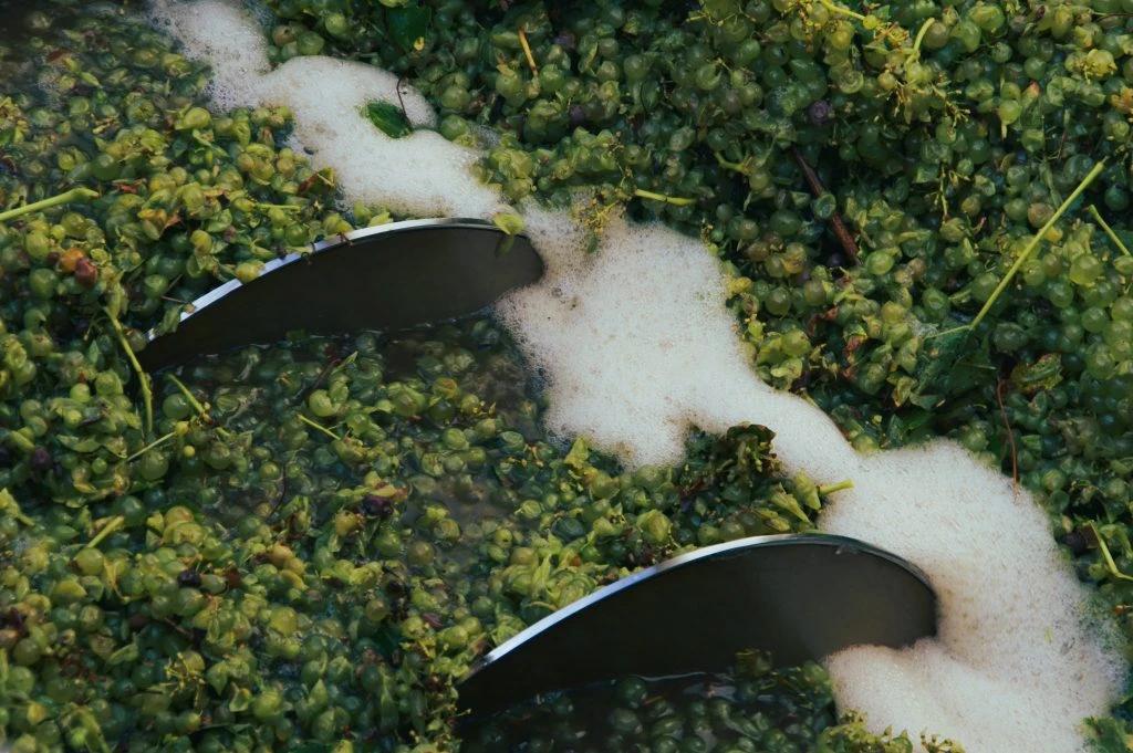 Dossier vinifications 2025